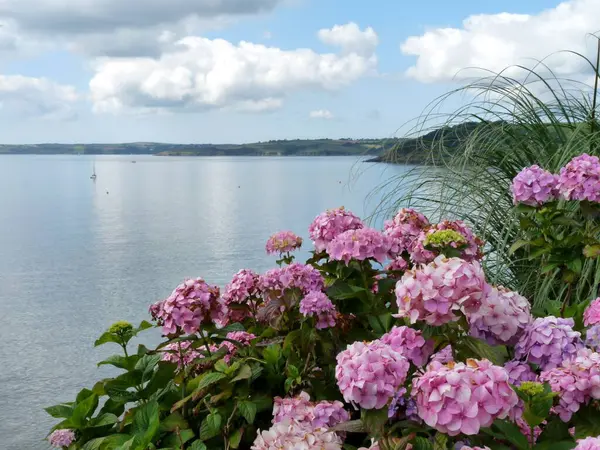 Pembe ortancaları ve sakin denizi kapatın, Falmouth Bay, Cornwall, UK, fotokopi alanı yüksek kaliteli fotoğraf