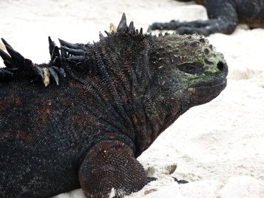 Galapagos Adaları sahilindeki deniz iguanasının yakınında. Yüksek kalite fotoğraf