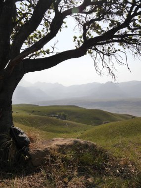 Ağacın altında sırt çantasıyla Güney Afrika manzaralı yuvarlanan yeşil tepeler, geniş kopya alanı olan keşif araçları. Yüksek kalite fotoğraf
