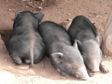 Hmong köyünde uyuyan üç şirin domuzcuk, Luang Namtha, Kuzey Laos