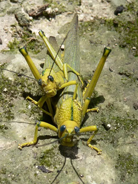 Çekirgelerin çiftleşmesine yakın, Lamanai, Belize, Orta Amerika. Yüksek kalite fotoğraf