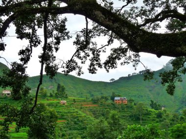 Nepal, Bandipur 'un dışındaki yeşil tepeler ağaç dallarıyla çevrili. Yüksek kalite fotoğraf