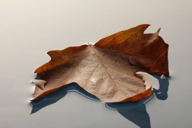 Gölette yüzen renkli sonbahar yaprakları sonbahar yaprakları yağmur birikintisinde yapraklar.