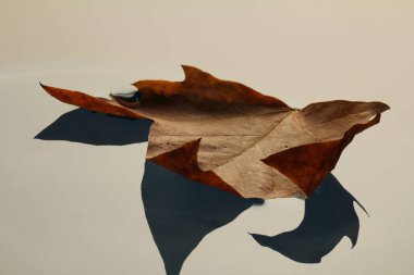 Gölette yüzen renkli sonbahar yaprakları sonbahar yaprakları yağmur birikintisinde yapraklar.