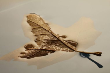 Gölette yüzen renkli sonbahar yaprakları sonbahar yaprakları yağmur birikintisinde yapraklar.