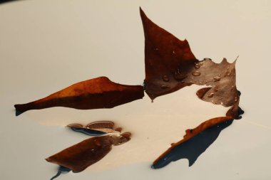 Gölette yüzen renkli sonbahar yaprakları sonbahar yaprakları yağmur birikintisinde yapraklar.