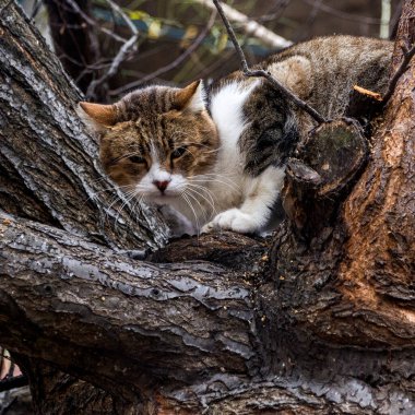 Sokak vahşisi. Ağacın tepesindeki kedi tetikte bekliyor.