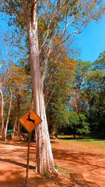 Angkor Thom tapınağına giderken, Siem Reap, Kamboçya