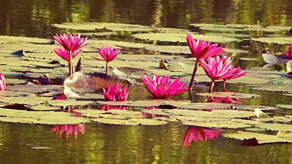 Kamboçya 'daki Angkor Wat tapınağı kompleksinin yakınındaki gölde nilüfer çiçekleri.
