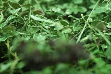 Bahçedeki yeşil çimenler