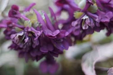 Bahçedeki güzel çiçekler