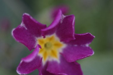 Güzel çiçekler, çiçek konsepti