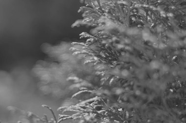 Kozalaklı ağaçlar. beyaz sedir.