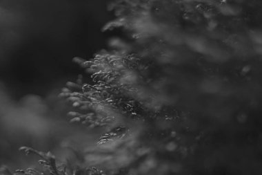 Kozalaklı ağaçlar. beyaz sedir