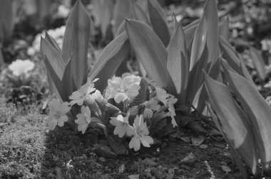 Baharda çiçekler. Sony A5000 ve Industar 61 l / z 'de çekildi.