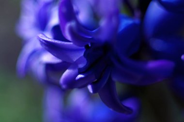 Çiçeklerin makro fotoğrafçılığı