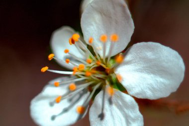 Ağaçların makro fotoğrafçılığı. Erik çiçeği.