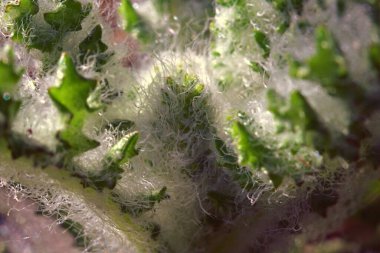 Çiçeklerin makro fotoğrafçılığı.