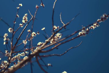 Ağaçların makro fotoğrafçılığı. Kayısı çiçeği..