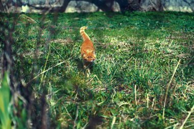 Kedi, mutlu bir kedi Mart 'ta böyle görünür.