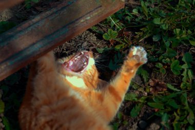 Kedi, mutlu bir kedi Mart 'ta böyle görünür.