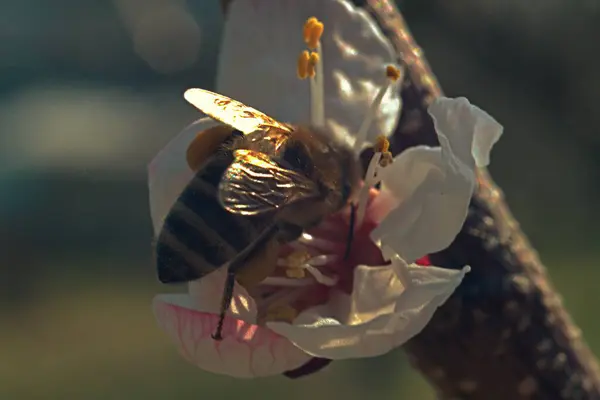 Ağaçların makro fotoğrafçılığı. Arının arka planında kayısı çiçeği.