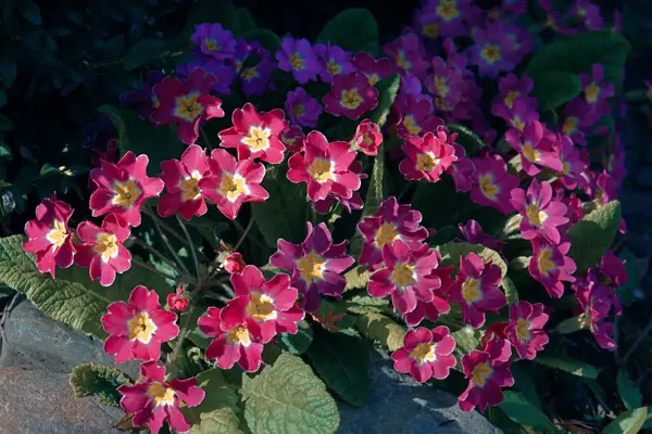 Çiçeklerin makro fotoğrafçılığı