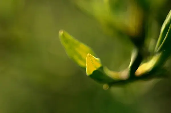 Çiçeklerin makro fotoğrafçılığı