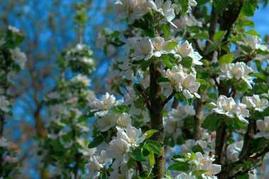 Bahçedeki güzel çiçekler