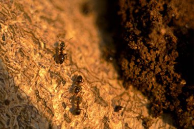 Bir taşın üzerindeki örümceğe yaklaş