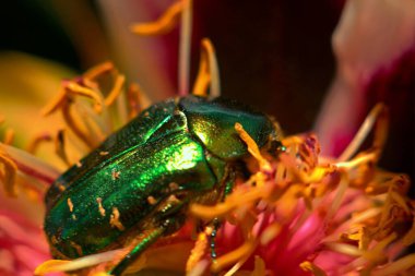 Güzel renkli böceğin yakın görüntüsü