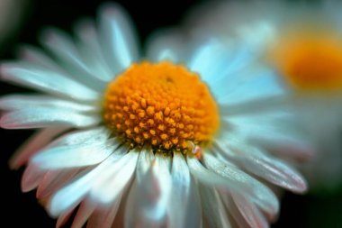 Güzel çiçeğe yaklaş.