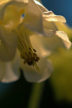 Beyaz bir çiçeğe yaklaş