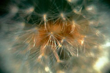 Hayali fraktal arkaplan resmi