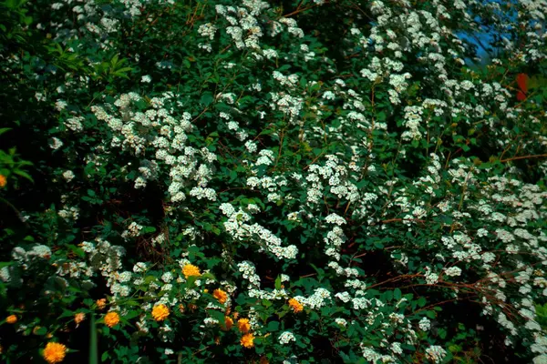 stock image beautiful flowers in the garden