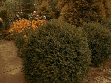 Bahçedeki güzel çiçekler