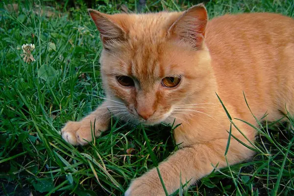Çimenlerde yatan kedi