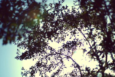 Ormanın güzel manzarası