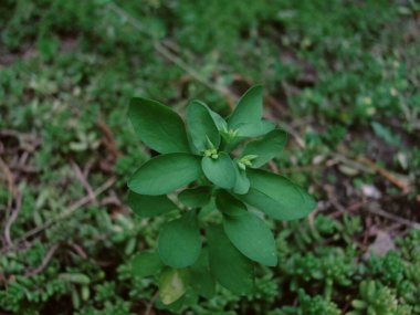 Bahçedeki yeşil bitki