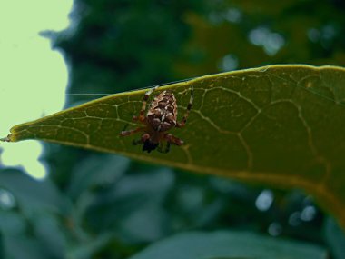 Örümcek avda pusuya yattı.