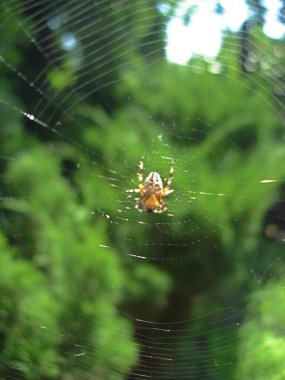 Yeşil arkaplanı olan örümcek ağı