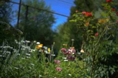 Bahçedeki güzel çiçekler