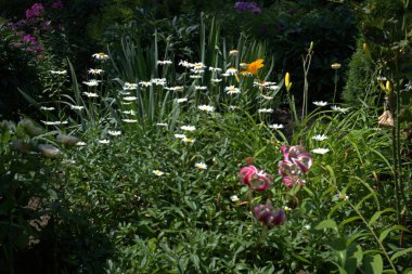Bahçedeki güzel çiçekler