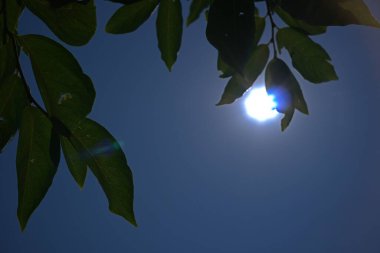 Ağaç dalları, bitki örtüsü ve doğa