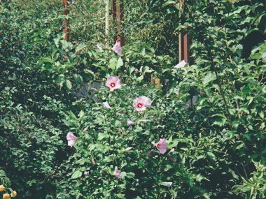 Güzel botanik fotoğrafı, doğal duvar kağıdı.