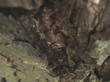 Bir ağaç kabuğuna yakın.