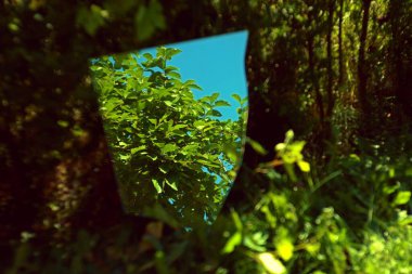 Güzel botanik fotoğrafı, doğal duvar kağıdı.