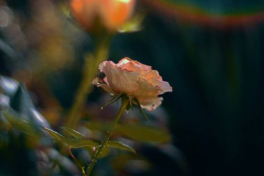 Güzel botanik fotoğrafı, doğal duvar kağıdı.
