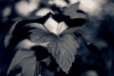 Güzel botanik fotoğrafı, doğal duvar kağıdı.