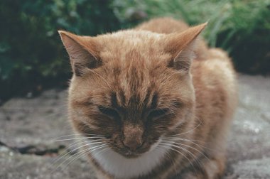 Sokakta kırmızı kedi